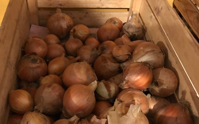 Zwiebel - Vintlerhof Milland