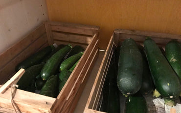 Zucchini  - Vintlerhof Milland