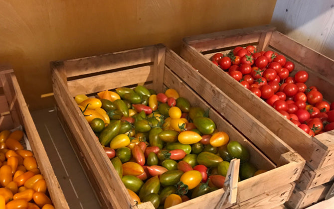 Kirschtomaten - Vintlerhof Milland