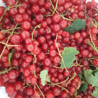 Sciroppo di fiori di sambuco 500 ml - Niedersthof Lüsen