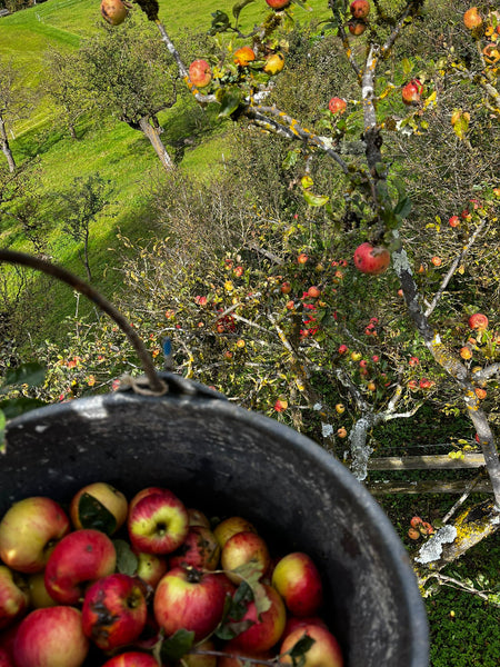 Apfelsaft von unbehandelten Äpfeln unserer Streuobstwiese - Niedersthof Lüsen