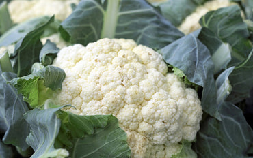Cauliflower - Kircherhof Albeins