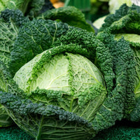 Cavolo verza - Marxenhof Kranebitt