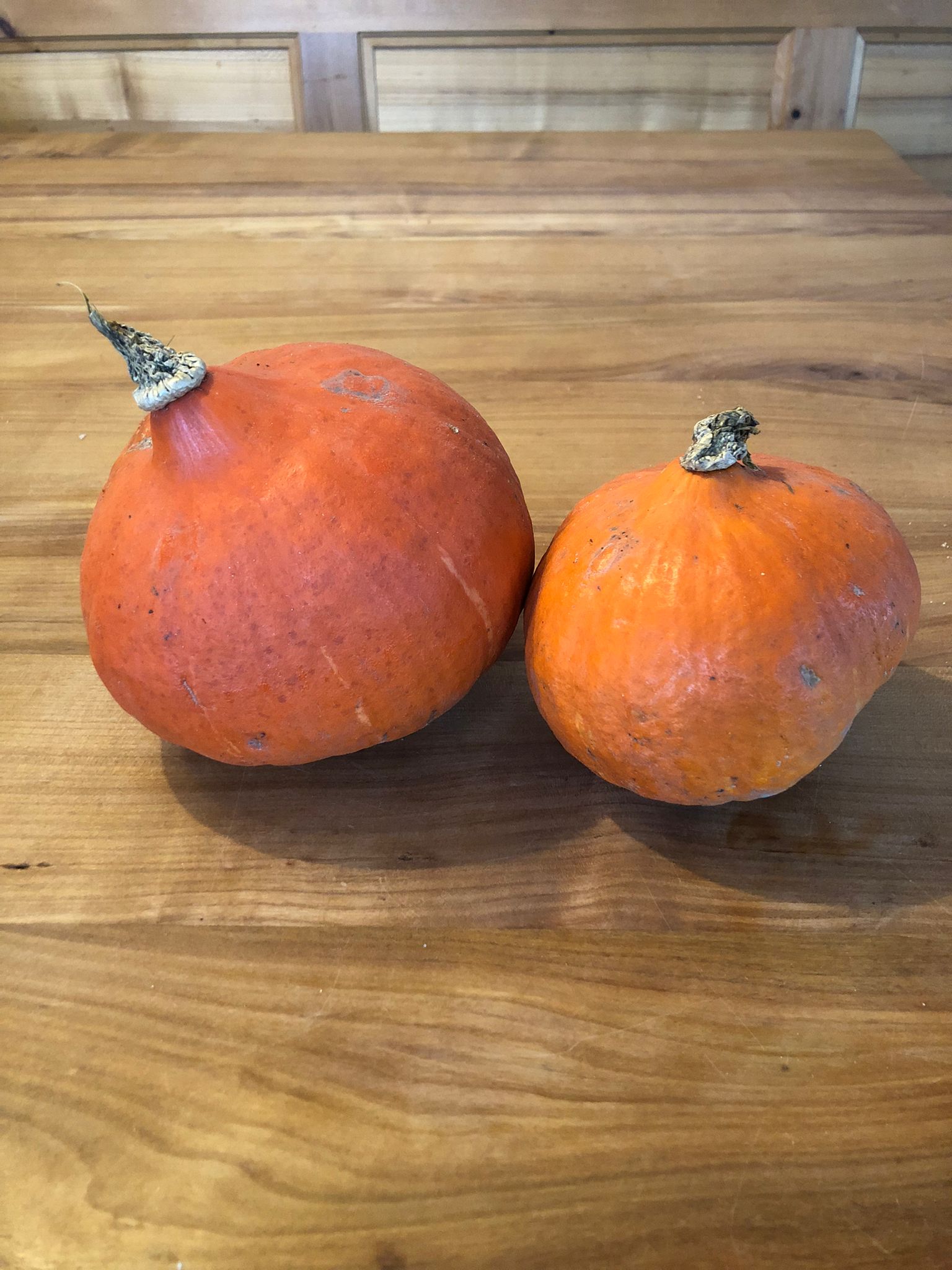 Zucca Hokkaido - Marxenhof Kranebitt