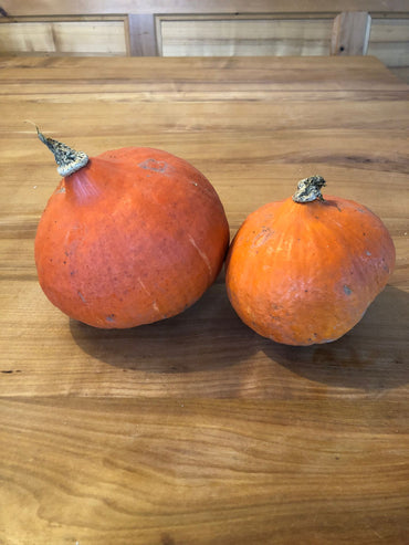 Zucca Hokkaido - Marxenhof Kranebitt