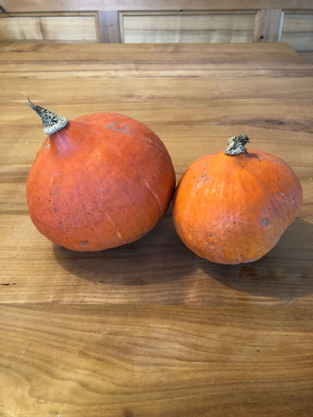 Zucca Hokkaido - Marxenhof Kranebitt
