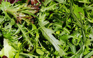 Lattuga tagliata - Kircherhof Albeins