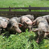 Speck - Gfolerhof St. Leonhard