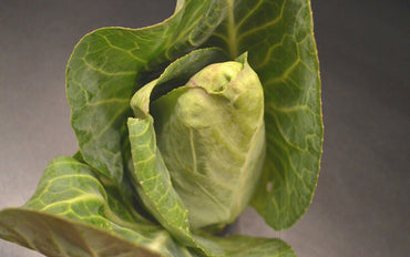 Spitzkohl - Marxenhof Kranebitt