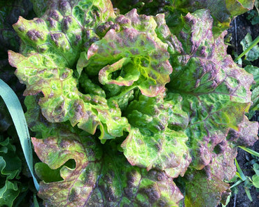 Salat Trientner rot-grün - Vintlerhof Milland