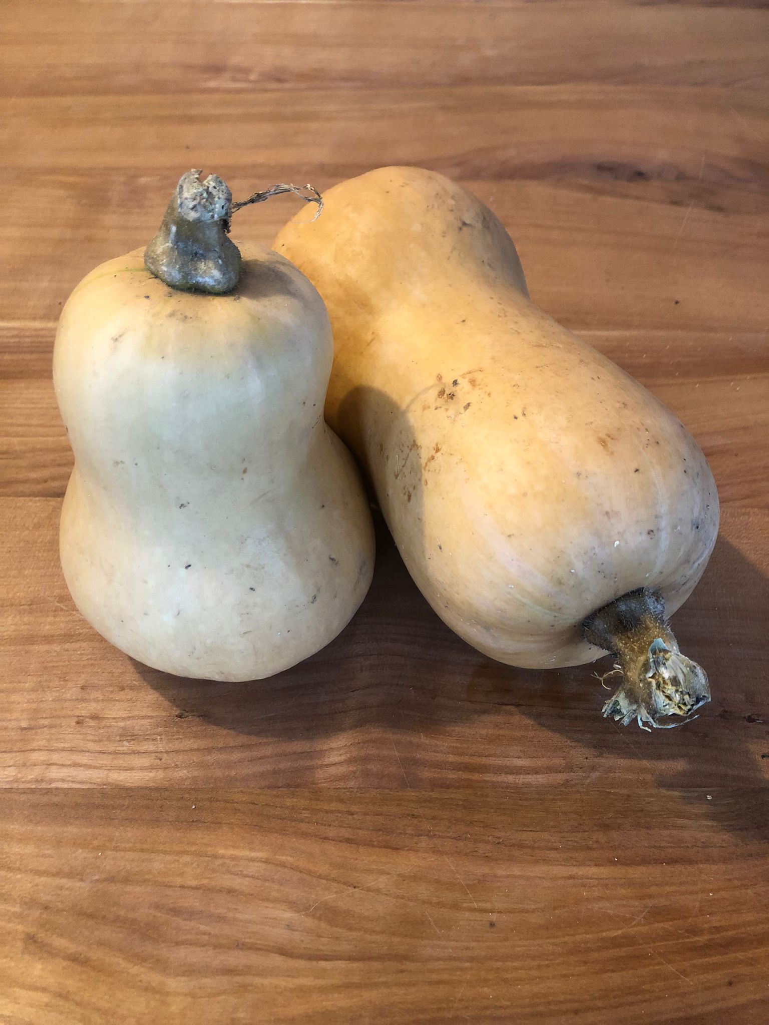 Zucca Butternut - Marxenhof Kranebitt