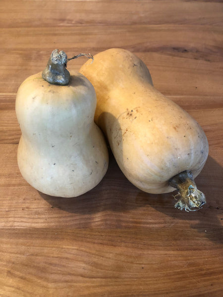 Zucca Butternut - Marxenhof Kranebitt