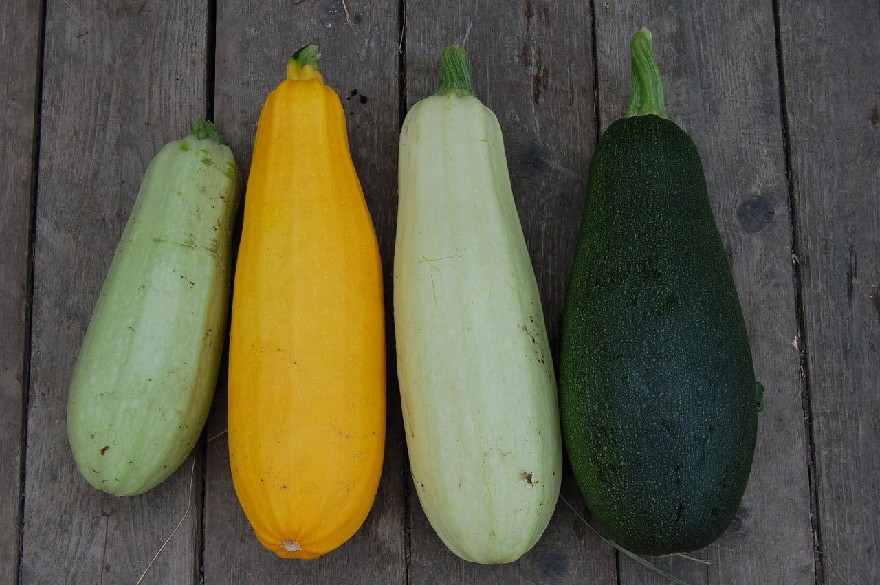 Zucchini - Marxenhof Kranebitt