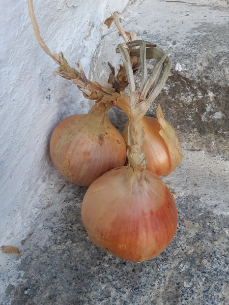 Zwiebel gelb - Niedersthof Lüsen