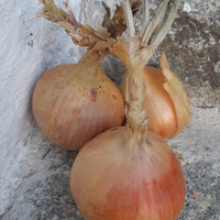 Cipolla gialla - Niedersthof Lüsen