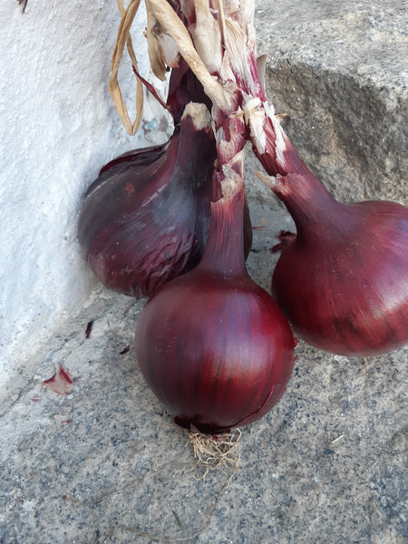 Zwiebel rot - Niedersthof Lüsen