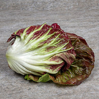 Salat (Radicchio) - Marxenhof Kranebitt